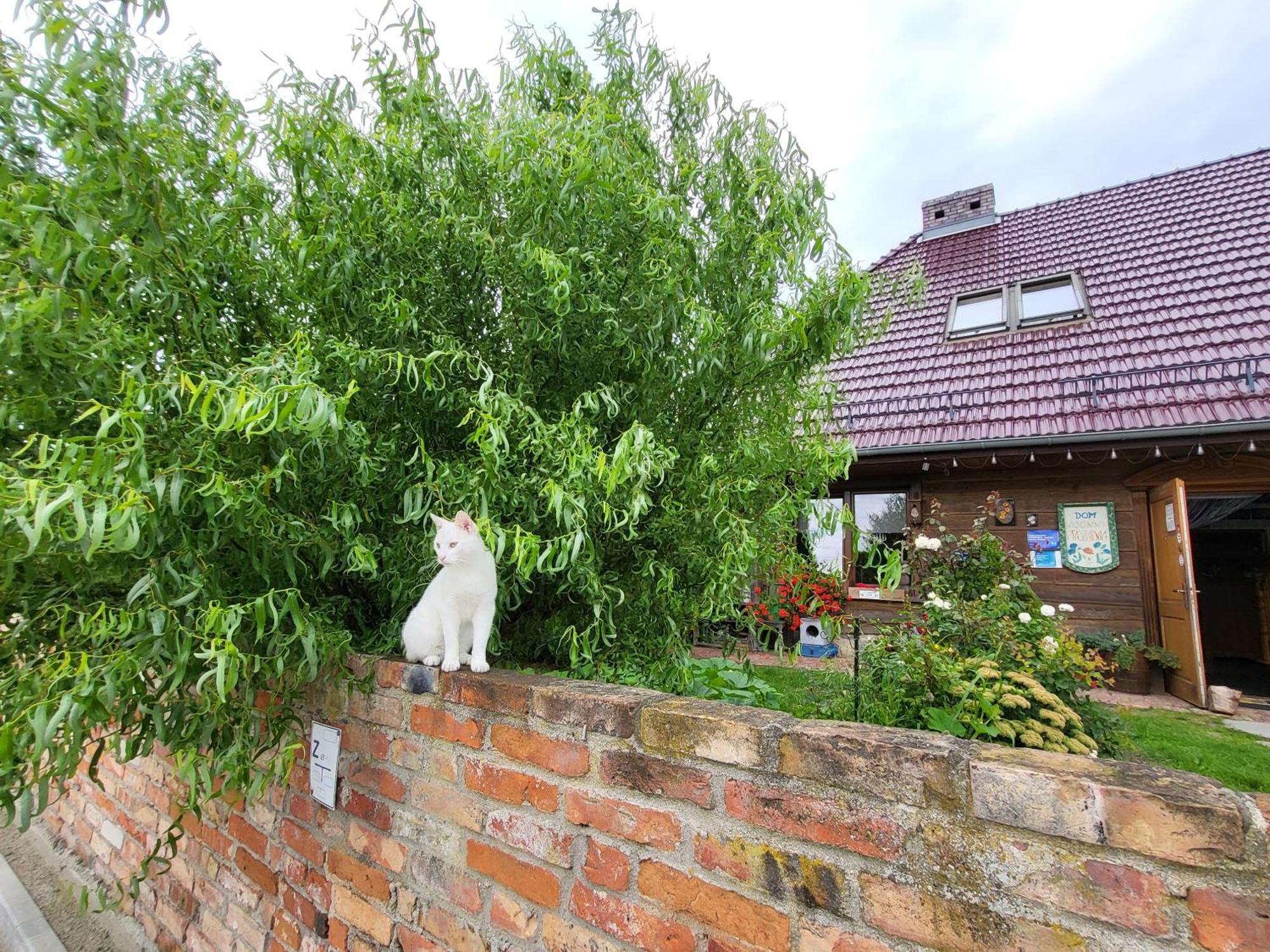 Dom Goscinny Ptaszarnia - Natura-Free Parking Swinoujscie Kültér fotó