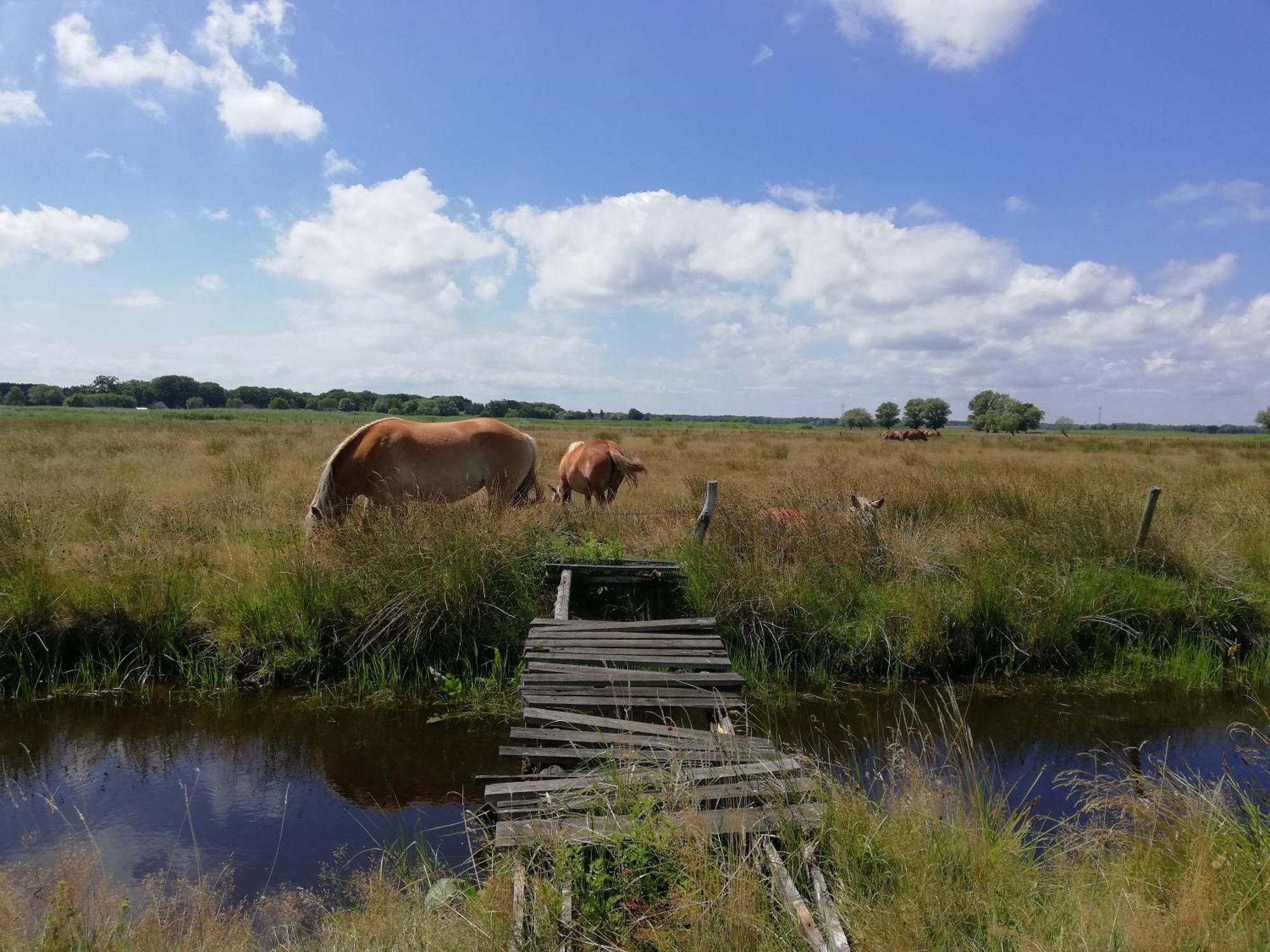 Dom Goscinny Ptaszarnia - Natura-Free Parking Swinoujscie Kültér fotó